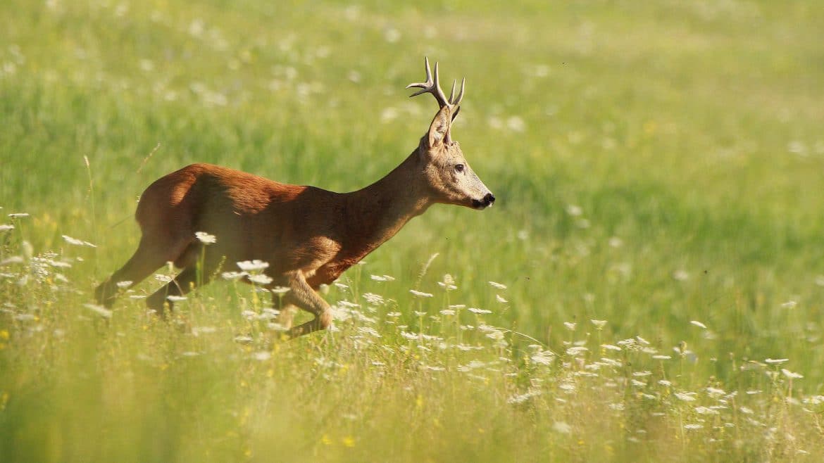 Rescue wildlife during harvest